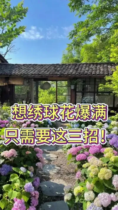 想要绣球爆满，只需要这三招#绣球花 #绣球养护 #养花小知识 #养花我是认真的 #花卉绿植盆栽