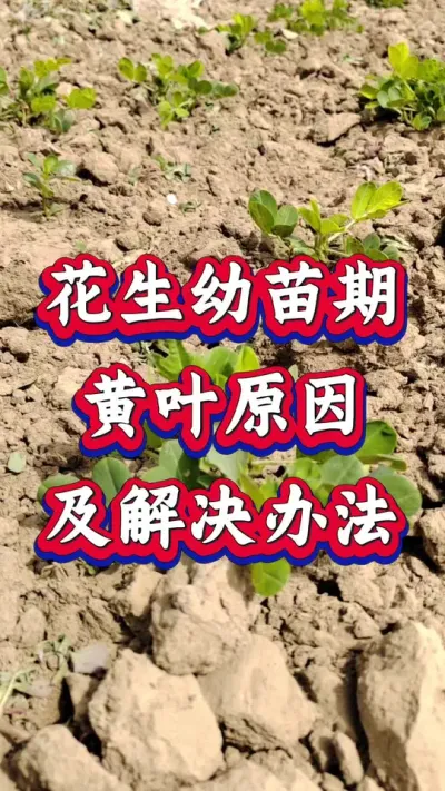 花生幼苗期黄叶是怎样引起的？又应该怎样解决？#花生种植 #花生高产 #种花生 #花生种植管理技术 #花生高产种植