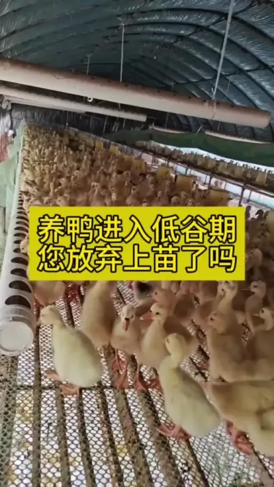#鸭子 #养鸭人 #肉鸭养殖 #养鸭技术 #禽病防治