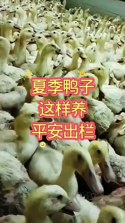 夏季养鸭 这样养 平安出栏 #养殖技术 #肉鸭养殖 #养鸭人 #科学养鸭 #鸭子