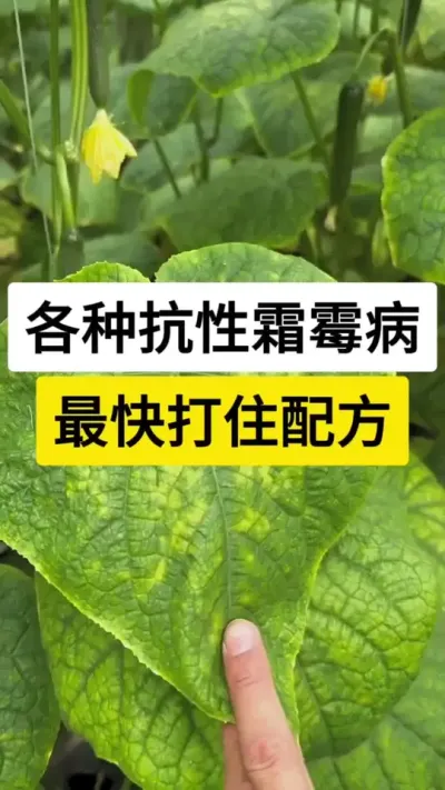 各种抗性霜霉病，最快打住配方 #黄瓜种植技术 #黄瓜高产种植 #黄瓜霜霉病 #黄瓜 #农业技术推广