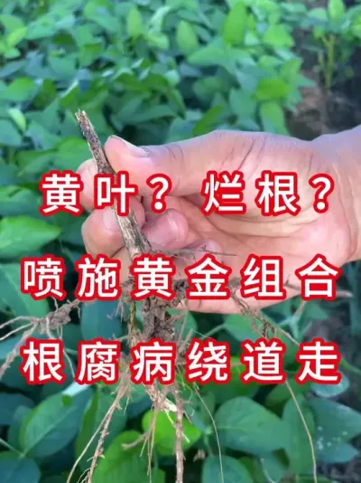 别等大豆烂根再后悔 #三农流量扶持计划 #大豆种植 #抖音助农 #农业种植 #农业植保知识分享