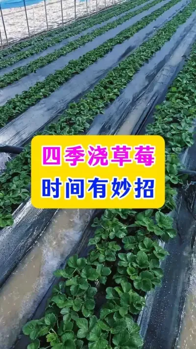 四季浇草莓时间有妙招#草莓种植 #三农 #农业技术 #种植小技巧 