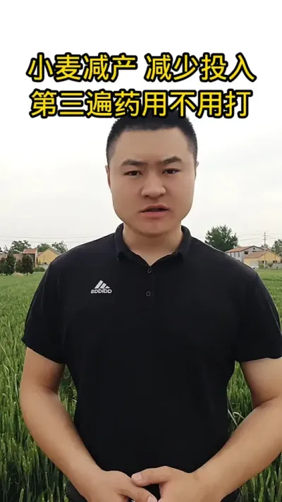 #病虫害防治#肥料#农民种地不容易#抖音助农#小麦管理