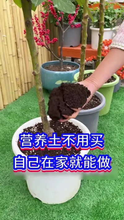 在家自制营养土#养花小知识 #花卉绿植 #养花人的乐趣