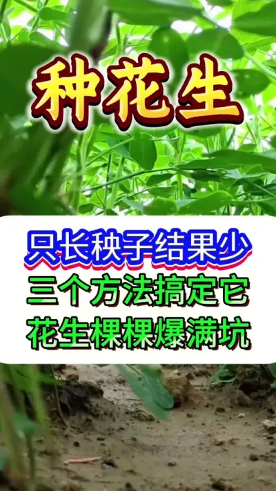 花生秧子长得旺，但是开花少结果少，一个配方帮你搞定。#花生种植 #花生高产 #种花生 #花生种植管理技术 #花生高产种植