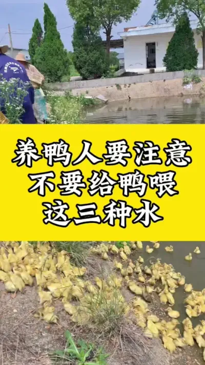 养鸭人要注意，不要给鸭子喂三种水#养鸭人 #养鸭流程 #养鸭技术分享 #养鸭技术