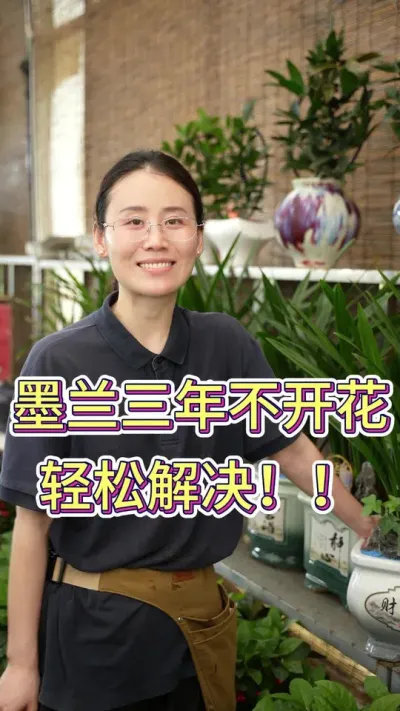 墨兰三年不开花，轻松解决#墨兰花期 #墨兰 #花卉绿植 #养花小知识 #养花人的乐趣