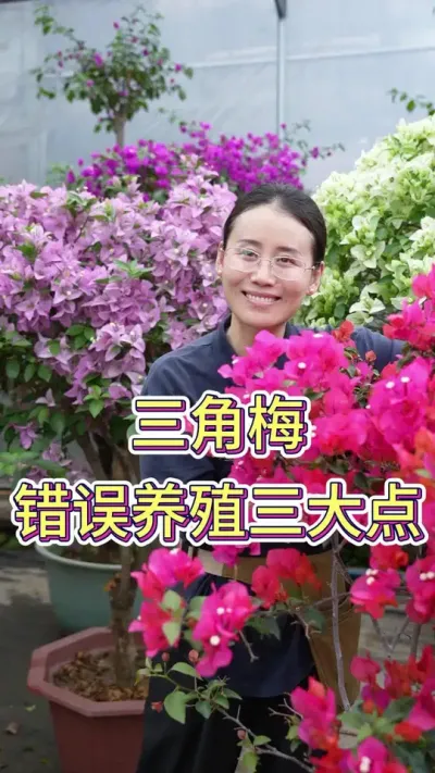 三角梅错误养殖三大点#三角梅 #三角梅盆景 #养花小知识 #养花人的乐趣 #花卉绿植