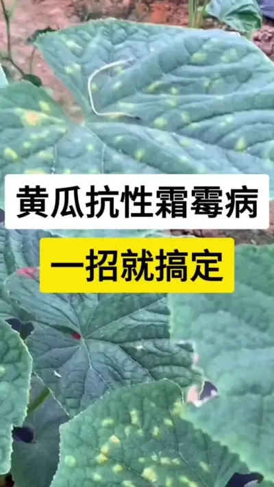 黄瓜抗性霜霉病，一招就搞定 #黄瓜 #黄瓜种植技术 #黄瓜种植技巧 #霜霉病 #农业技术推广