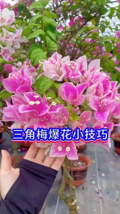 三角梅爆花小技巧#三角梅 #花卉绿植 #爱生活爱养花