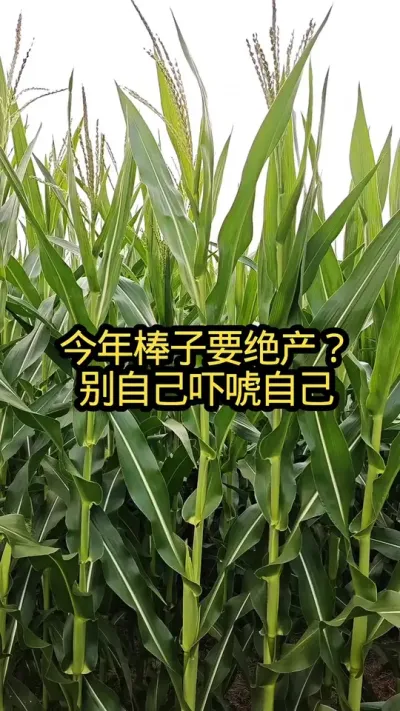 今年的棒子不好。无稽之谈。#农业种植技术 #农业种植 #病虫害防治#关注我每天分享农业知识#实话实说