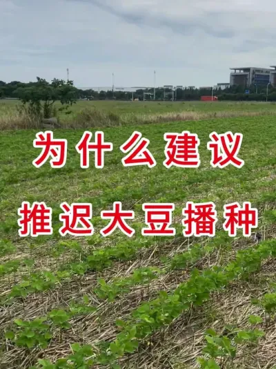晚播大豆的智慧：避开风险，稳产又省心 #三农流量扶持计划 #抖音助农 #农业种植 #大豆种植 #农业植保知识分享