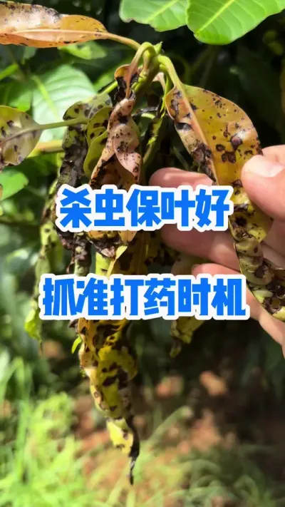 杀虫保叶最佳时间点，你抓准了吗 #抖音新农人 #农业种植技术 #杀虫剂配方