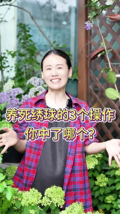 养死绣球的三个操作，你中了哪个？#绣球花 #绣球花的快乐 #养花人的乐趣 #养花小知识 #花卉绿植