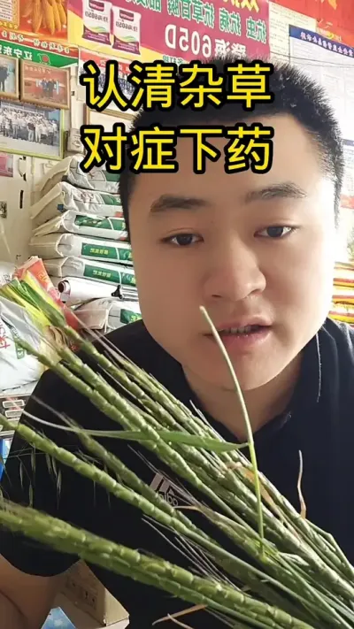 #抖音助农#肥料#小麦管理#小麦除草#关注我每天分享农业知识