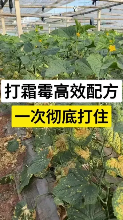 打霜霉高效配方，一次彻底打住 #黄瓜种植技术 #黄瓜高产种植 #黄瓜种植 #黄瓜霜霉病 #种植技术分享