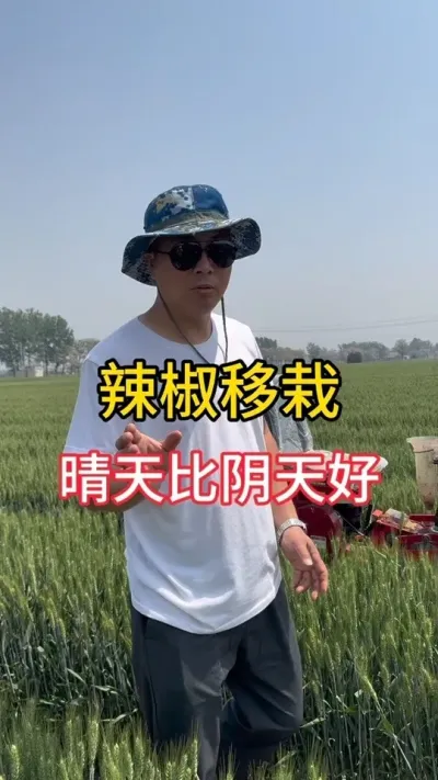 晴天移栽辣椒的好处#辣椒种植技术 #辣椒高产