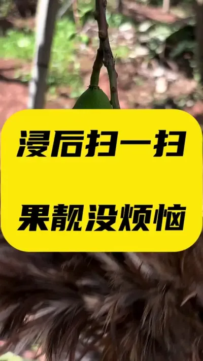 扫一扫，没烦恼！！！ 这个动作真的不算麻烦，高温下操作任何配方都不敢承诺100%不烧尾#金煌芒 #助力三农 #拉长膨大靓果技术
