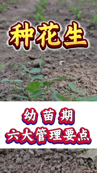 花生幼苗期六大管理要点。#花生种植 #花生高产 #种花生 #花生种植管理技术 #花生高产种植