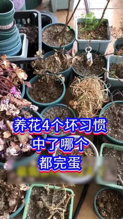 养花4个坏习惯，千万注意#花卉绿植 #爱生活爱养花 #养花小知识