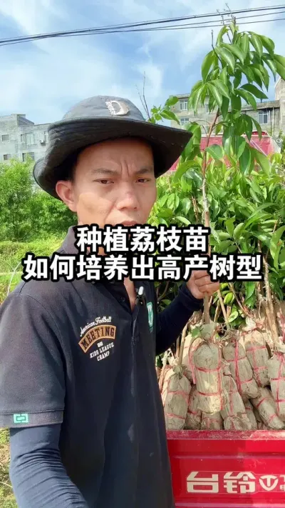 种植荔枝树苗，如何培养出一棵高产的树型？ #果树种植 #荔枝苗 #桂味荔枝