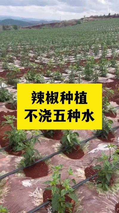 辣椒种植不浇五种水 #辣椒种植 #农业种植技术 #分享农业知识帮农产增收