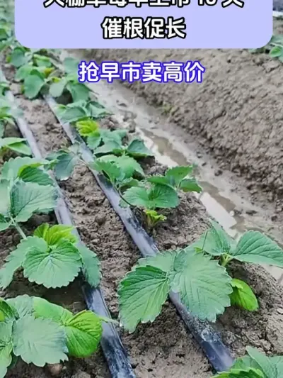 大棚草莓早上市10天催根促长 @巨大星—龙灯膨果翟工 @巨大星-龙灯水溶肥源头厂家 @龙灯巨大星-膨果肥源头工厂 #种植小技巧 #草莓种植 #巨大星棒福根菌剂 #生根杀菌二合一 #生根快就用巨大星