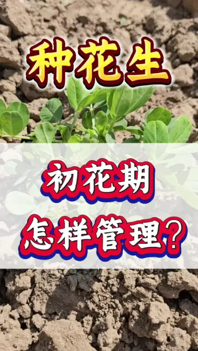 花生初花期怎样管理？才能开花多下针多？#花生种植 #花生高产 #种花生 #花生种植管理技术 #花生高产种植
