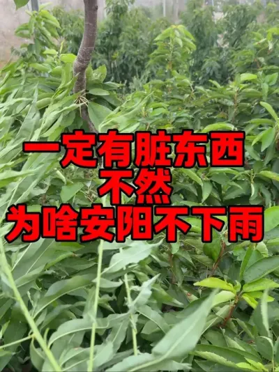 云：已读不回 #干旱求雨 #农业种植 #车厘子大樱桃#三农流量扶持计划