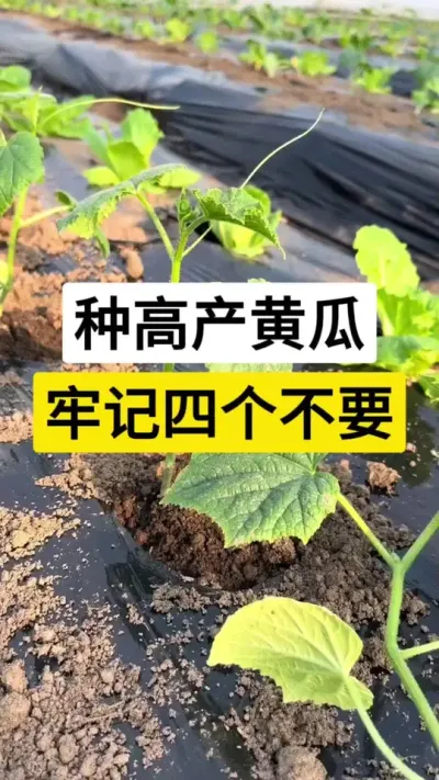 种高产黄瓜，牢记四个不要 #黄瓜 #黄瓜高产种植 #黄瓜种植技术 #黄瓜种植管理技术交流 #服务三农支持三农