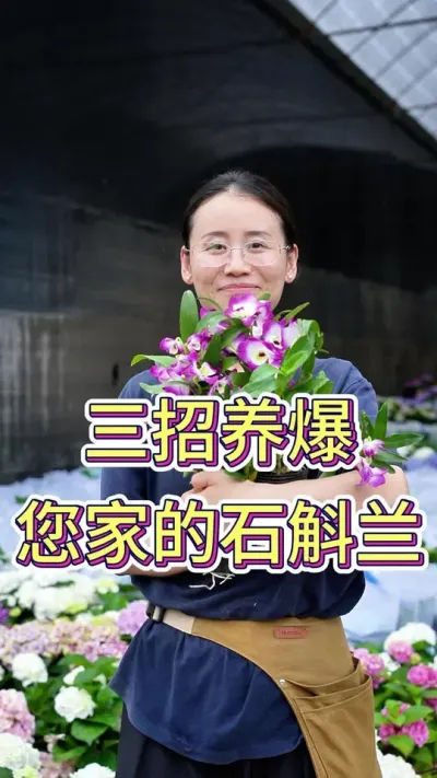 三招养爆您家的石斛兰#石斛兰种植 #石斛兰#养花小知识 #养花人的乐趣 #花卉绿植