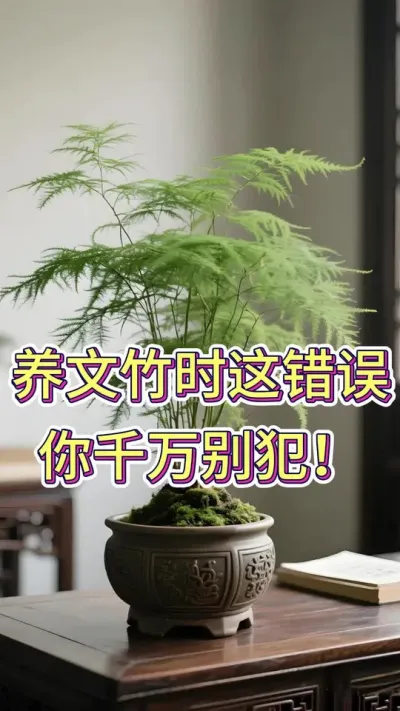 养文竹时这错误你千万别犯！#文竹 #文竹黄叶 #养花小知识 #养花人的乐趣 #花卉绿植