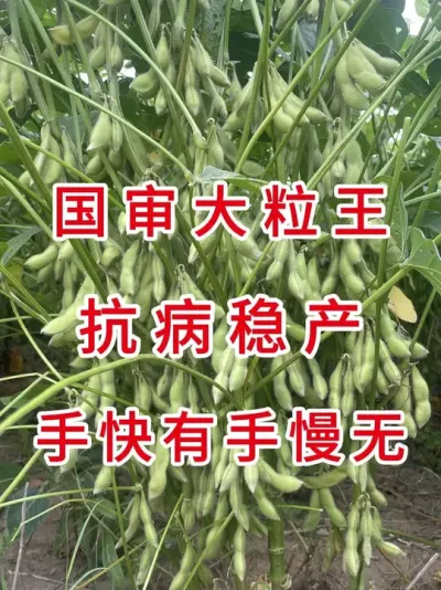 国审高产大豆王，旱涝保收，种地不白忙！ #三农流量扶持计划 #大豆种植 #抖音助农 #产量特别高 #农业种植