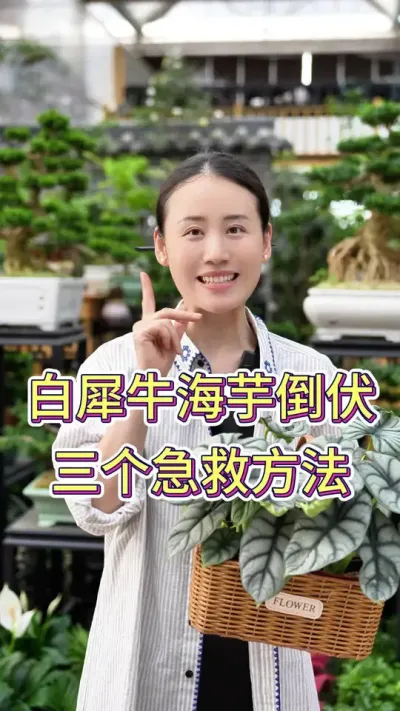 白犀牛海宇倒伏，三个急救方法#白犀牛海芋 #白犀牛海芋养护 #养花小知识 #养花人的乐趣 #花卉绿植
