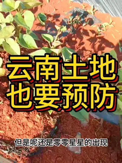 种好红薯真的不是那么简单的#农业种植 #红薯种植技术 #农业人 #农业技术推广 #新农人