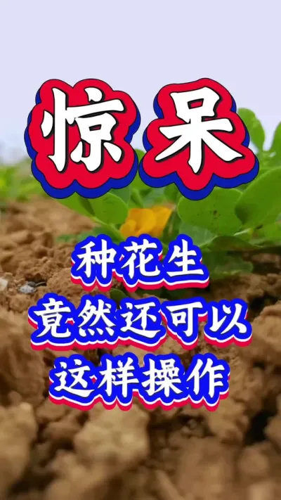 种花生这样操作开花多下针多，座果多，高产丰收多卖钱。#花生种植 #花生高产 #种花生 #花生种植管理技术 #花生高产种植
