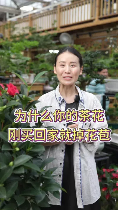 为什么你的茶花刚买回家就掉花苞？#茶花#茶花基地 #养花小知识 #养花人的乐趣 #花卉绿植养护技巧