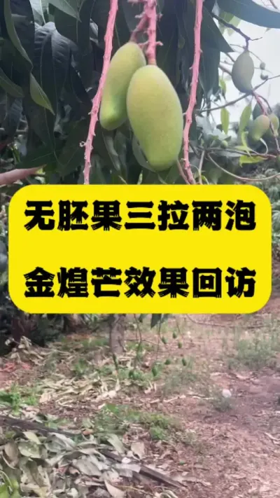 小金煌3拉2泡效果回访，新手正是上道 #拉长膨大靓果技术 #金煌芒