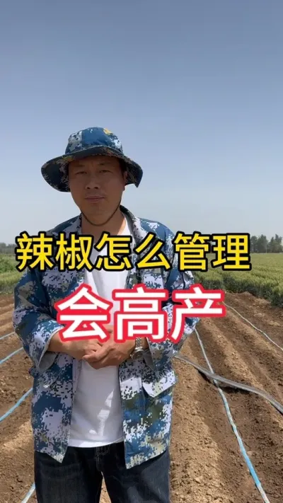 辣椒高产技术与应用#增产增收小配方 #三农流量扶持计划 #辣椒种植技术