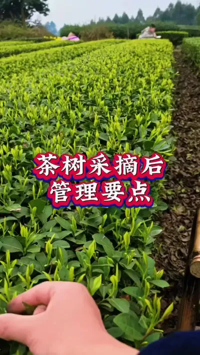 #茶树种植技术与管理 #茶园管理 #茶人茶事茶生活 #助力三农 这样操作茶园防病又增产