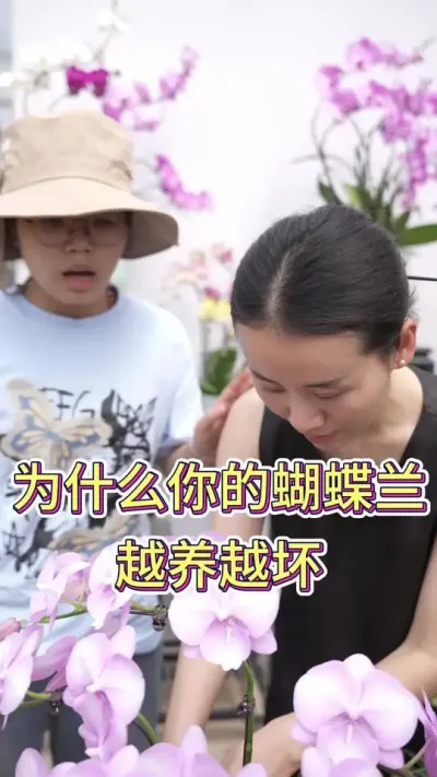为什么你的蝴蝶兰越养越坏？#蝴蝶兰养护 #蝴蝶兰养护方法 #养花人的乐趣 #花卉绿植养花 #养花小知识
