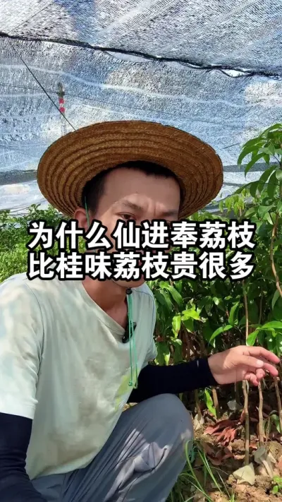 为什么仙进奉荔枝比桂味荔枝价格贵很多？ #桂味荔枝 #果苗供应 #桂味荔枝