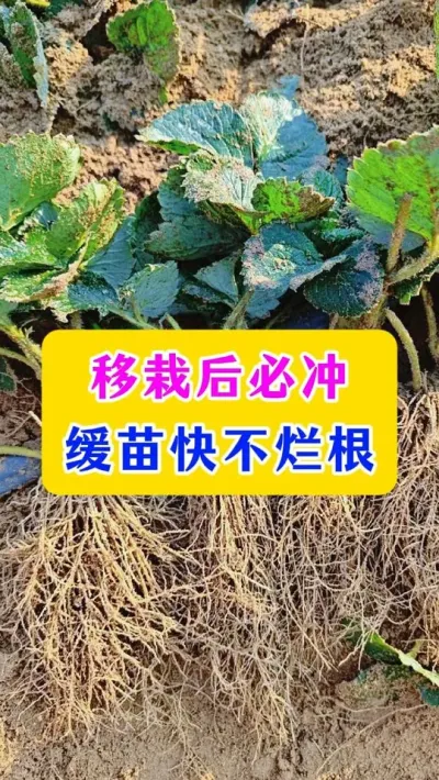 移栽后必冲，缓苗快不烂根#草莓管理 #草莓种植 #农业技术 #种植小技巧 