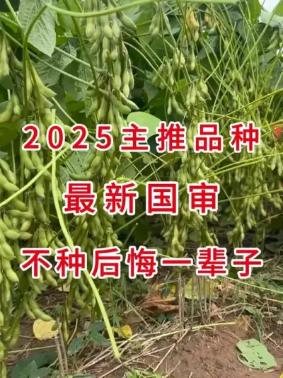 2025年主推主卖，最新国审综合抗性属第一 #三农流量扶持计划 #大豆种植 #抖音助农 #产量特别高 #农业种植