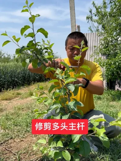 #新农人计划2025 #病虫害防治 #这就是村里的劳动节 #果树管理 #果树种植