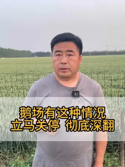 #三农 #干货分享 #养鹅技术分享