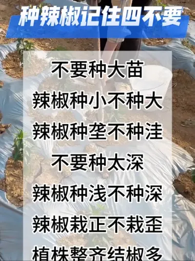 种辣椒记住四不要#辣椒种植 #辣椒 #三农种植