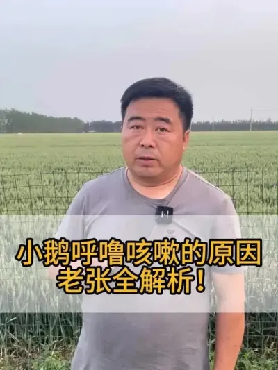 #服务三农支持三农 #每天分享养殖技术和经验 #养鹅人
