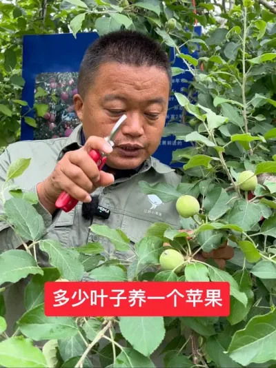 #新农人计划2025 #病虫害防治 #农业技术推广 #果树管理 #果树种植